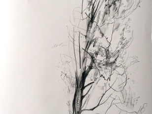 Morning Study: Poplar II