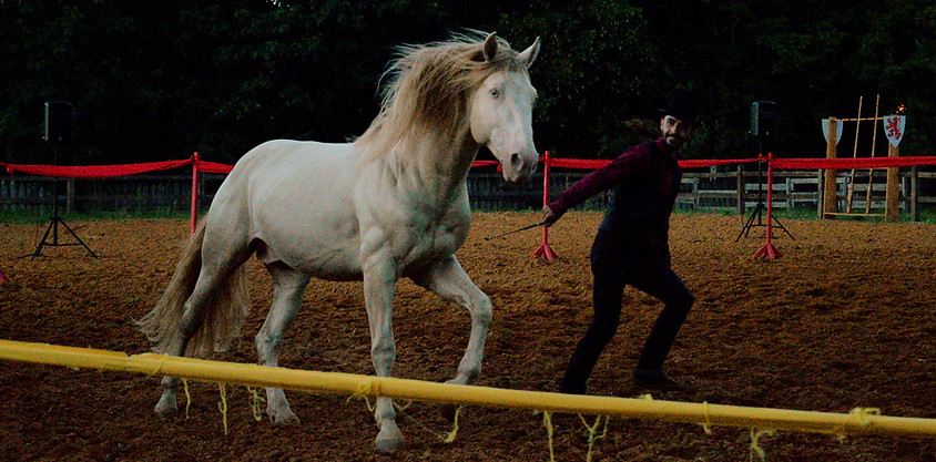 arion-horse-show-cheval-liberte
