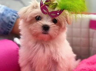 Mooca Plaza Shopping recebe bloquinho solidário de carnaval para os pets