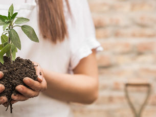 Vila Madalena terá ação de doação de mudas de plantas, neste sábado