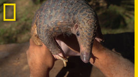 【Pets & Animals English -17】Pangolins: The Most Trafficked Mammal (穿山甲：走私最多的哺乳動物)