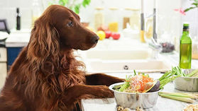 【Business English - 06】Pet Food Goes Posh (狗飼料愈來愈高貴)