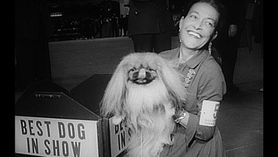 【Pets & Animals English - 28】A Brief History of Dogs ( 狗狗的有趣歷史 )