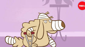 【Pets & Animals English -25】How do animals experience pain (動物如何感受疼痛)