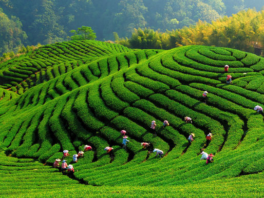 【Food English - zz】Tea of Taipei: Small-Group Tour (台北茶迷你戶外旅遊)