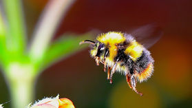 【Nature English - 43】Bee Dance Language - the linguistics behind animal language (蜂舞語言--動物語言背後的語言學問題)
