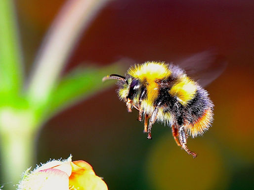 【Nature English - 43】Bee Dance Language - the linguistics behind animal language (蜂舞語言--動物語言背後的語言學問題)