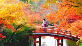  【Culture English - 42】Autumn Leaf Viewing In Japan ( 日本秋葉觀賞 )