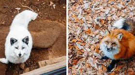 【Pets & Animals English -27】Adorable Fox Village In Japan ( 日本可愛的狐狸村 )