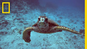 【Nature English - 47】Oceans 101 - National Geographic ( 海洋探秘 )
