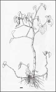 Piper methysticum drawing