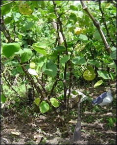 Piper methysticum in the wild