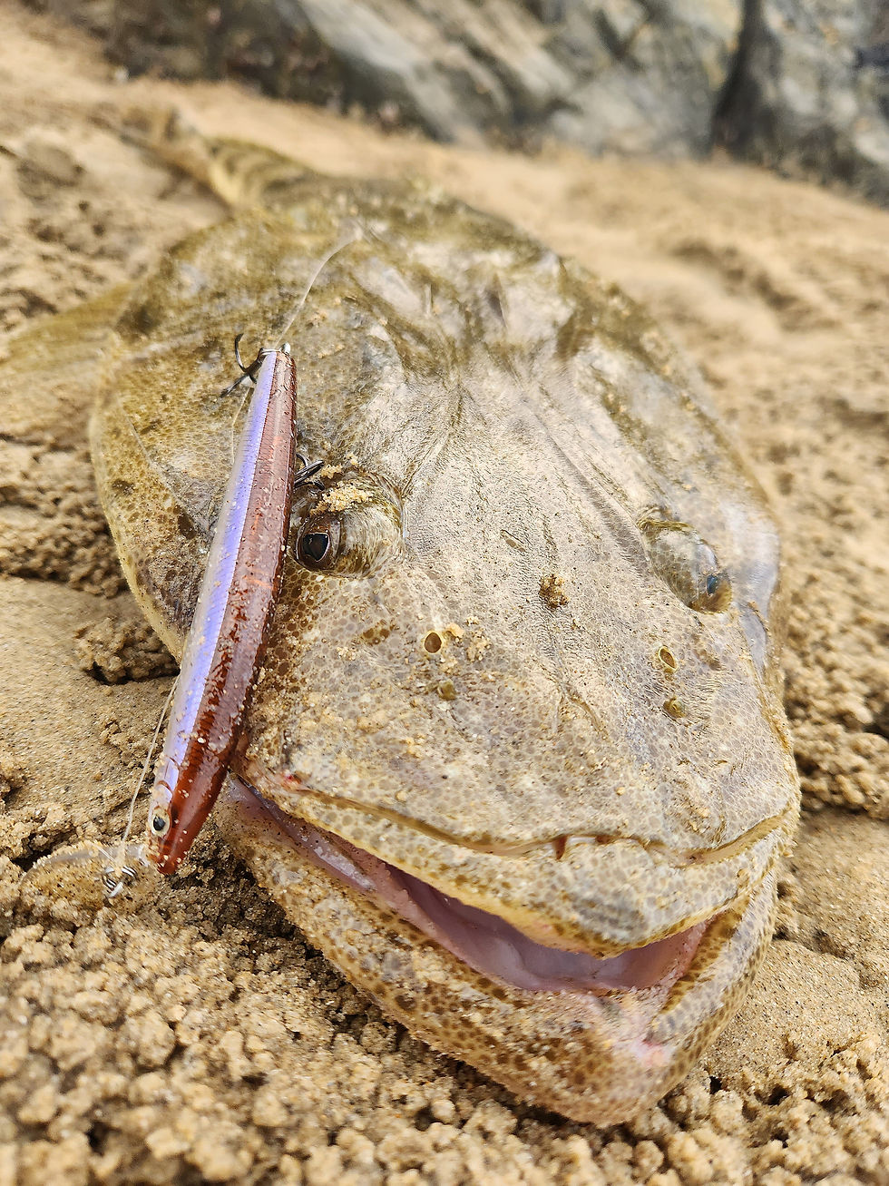90cm Dusky Flathead (The Fishing Finatic Blog)