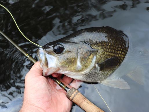 FLY FISHING FOR AUSTRALIAN BASS