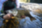 Australian Bass Correct Handling