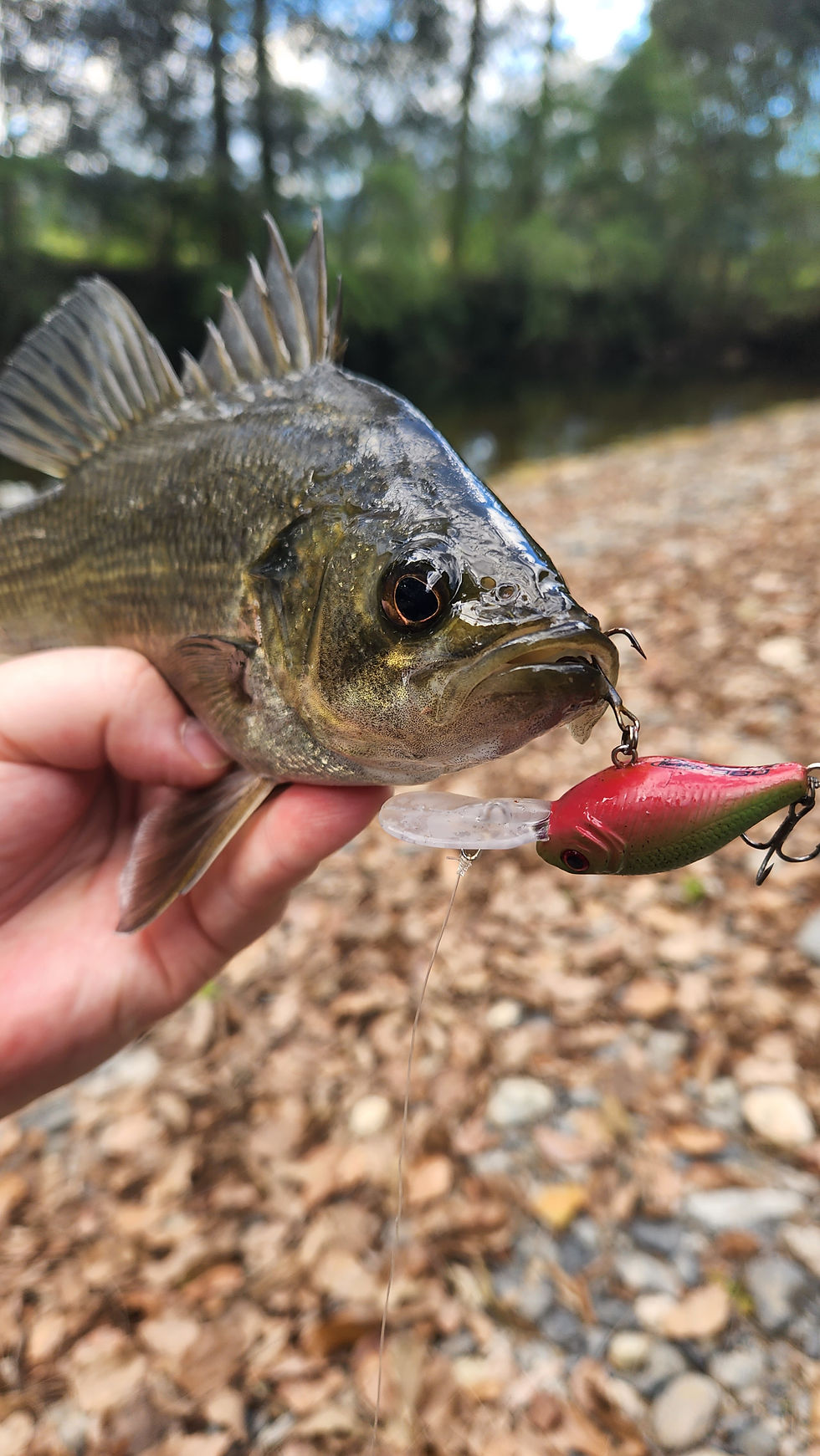 Australian Bass (The Fishing Finatic Blog)