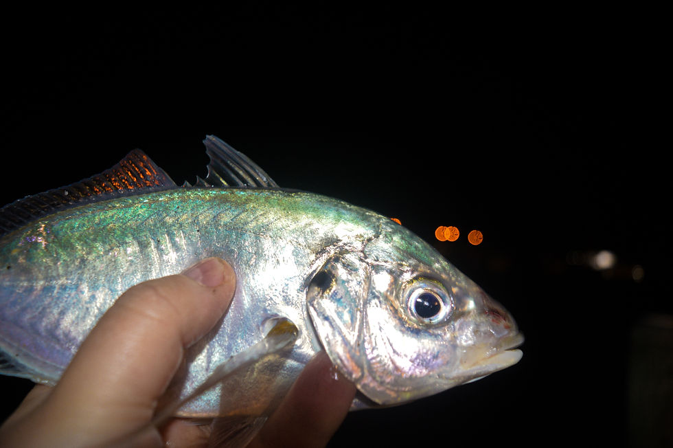 Silver Trevally (The Fishing Finatic Blog)
