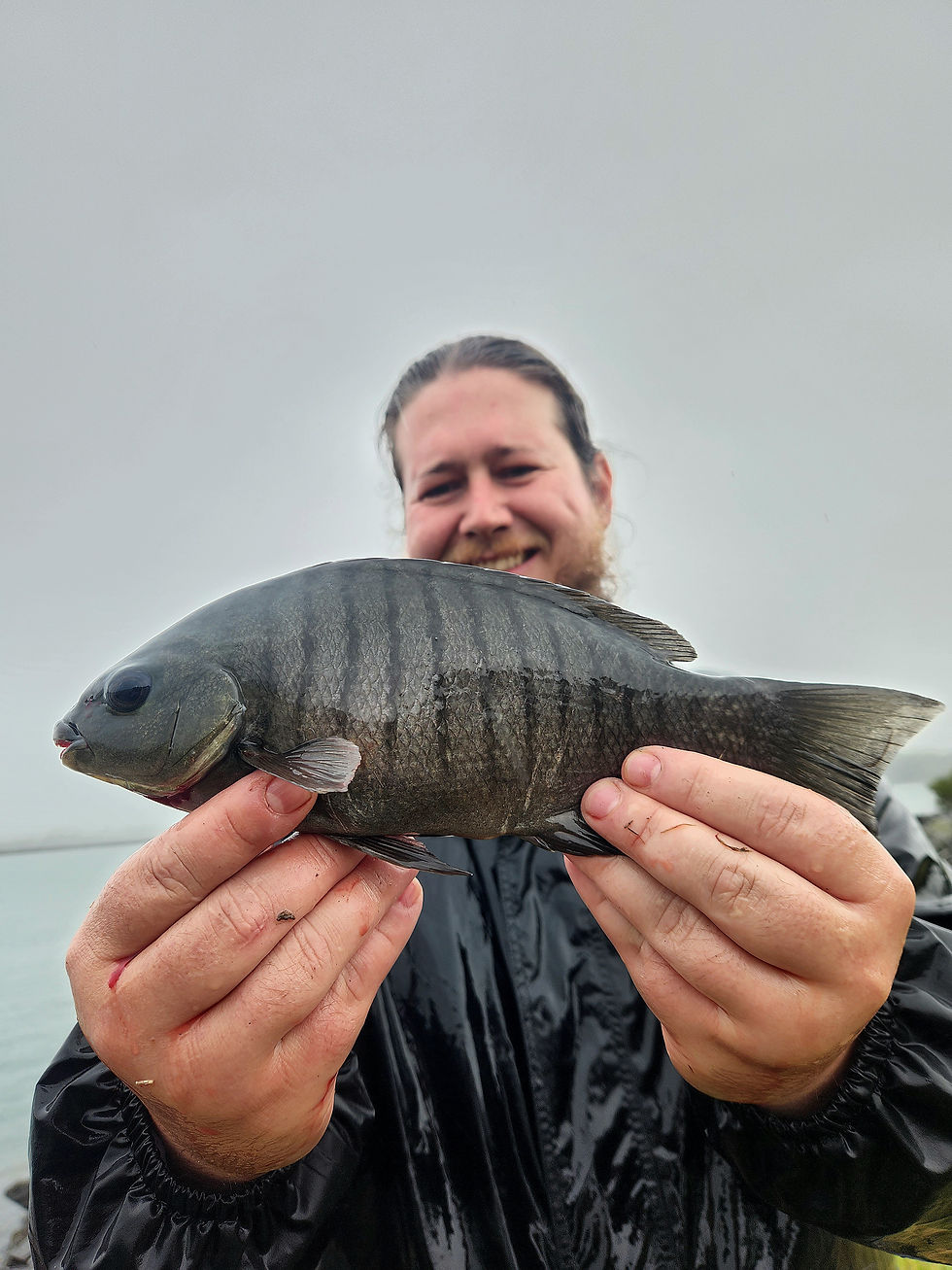 Blackfish/Luderick (The Fishing Finatic Blog)