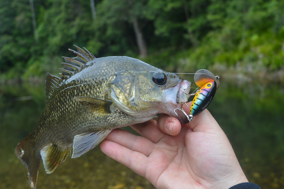 Australian Bass (The Fishing Finatic Blog)