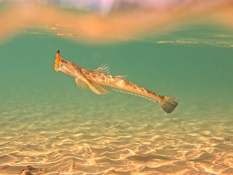 The 2025/2026 Australian Bass season is closed in New South Wales as of 1 May 2026. In New South Wales the closure is in place from 1 May 2026 to 1 September 2026, whereas in Queensland the closure is in effect from 1 June 2026 to 1 September 2026. If you love your Aussie Bass fishing as much as I do, you might be wondering what species to target over the closure period. The Bass Closure also happens to coincide with the winter months and so you might be left wondering, what are good winter species I can spend time targeting. This article is here to point you in the right direction, giving you a breakdown of what the best species are to target over the winter months.