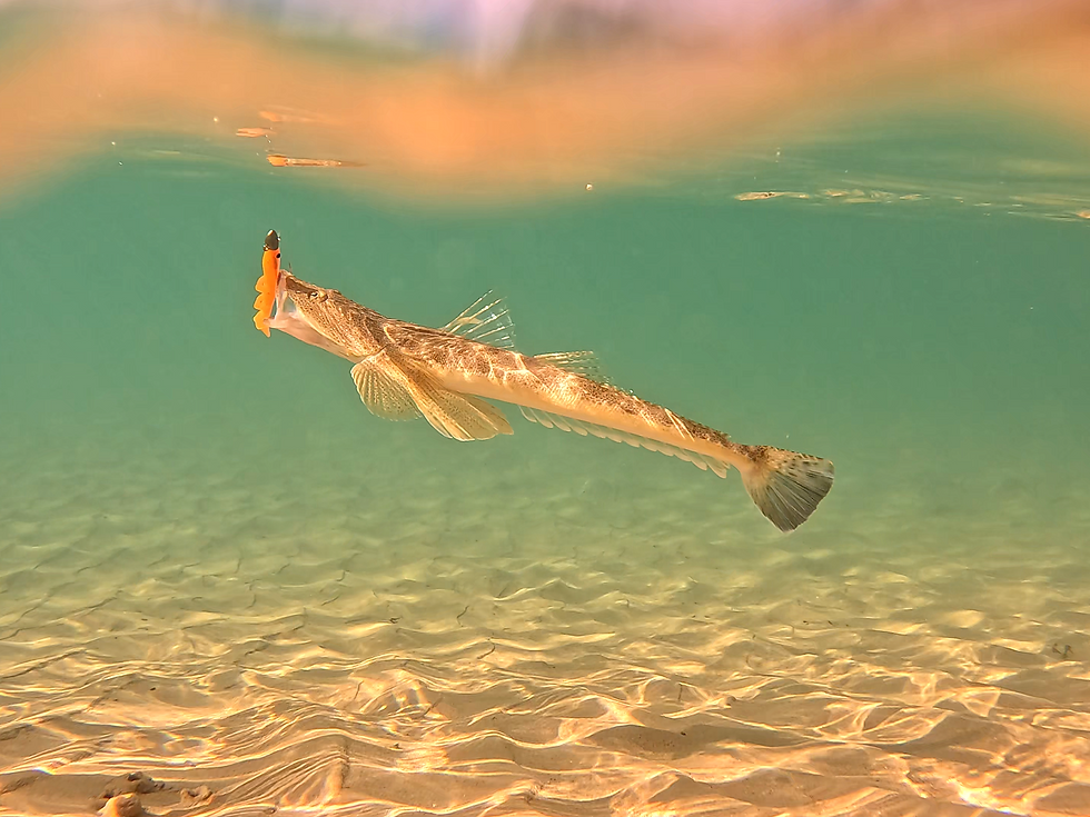 The 2025/2026 Australian Bass season is closed in New South Wales as of 1 May 2026. In New South Wales the closure is in place from 1 May 2026 to 1 September 2026, whereas in Queensland the closure is in effect from 1 June 2026 to 1 September 2026. If you love your Aussie Bass fishing as much as I do, you might be wondering what species to target over the closure period. The Bass Closure also happens to coincide with the winter months and so you might be left wondering, what are good winter species I can spend time targeting. This article is here to point you in the right direction, giving you a breakdown of what the best species are to target over the winter months.