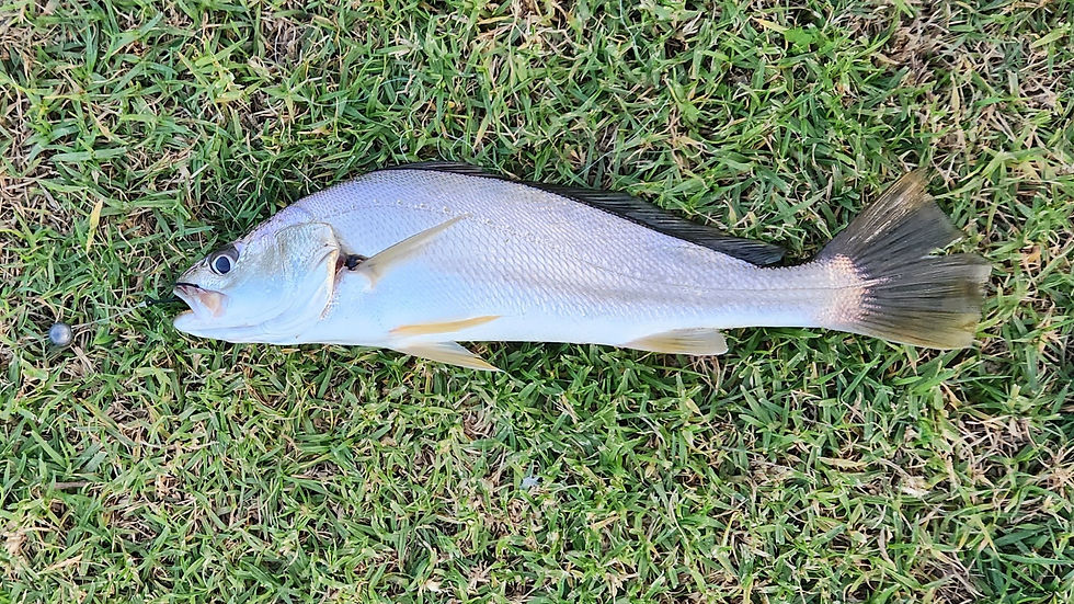Jew Fish (The Fishing Finatic Blog)
