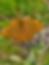bfly.png