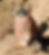 pidgeon copy.png