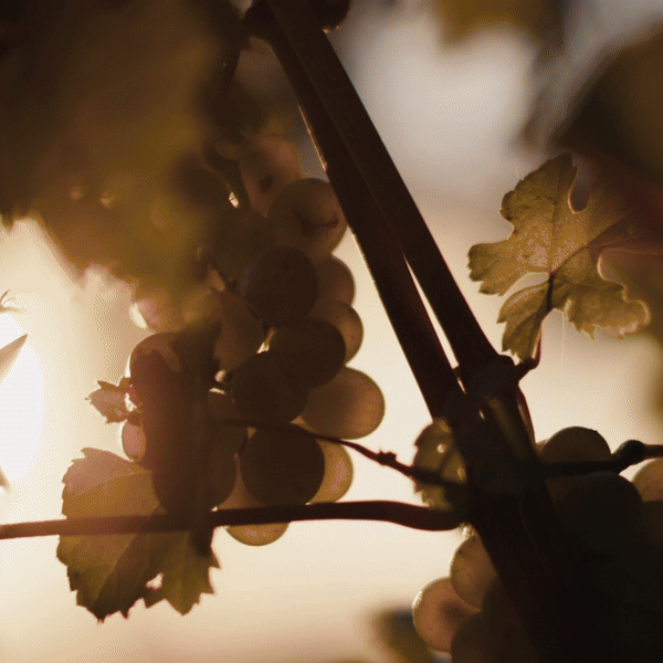 07bundle-ezgif.com-video-to-gif-converter (1).gif