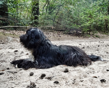 schapendoes kennel van Overvecht-fokker