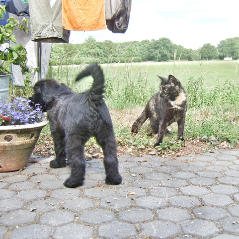 pup en kat