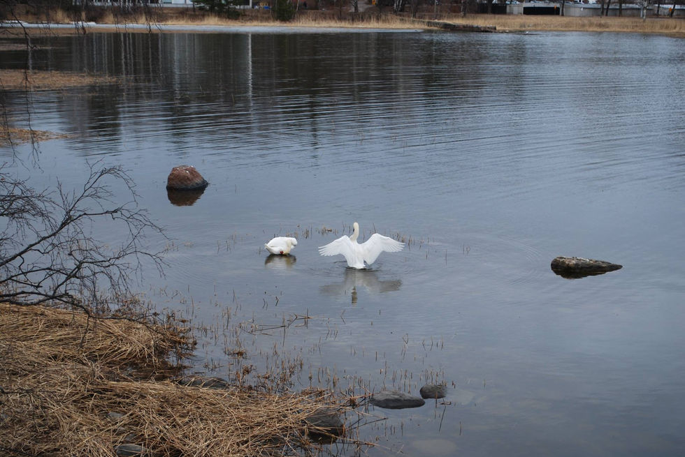 17834381_516147015441178_8664012228804820845_o (2)