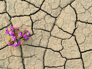 Resilience: Thriving in the Face of Adversity