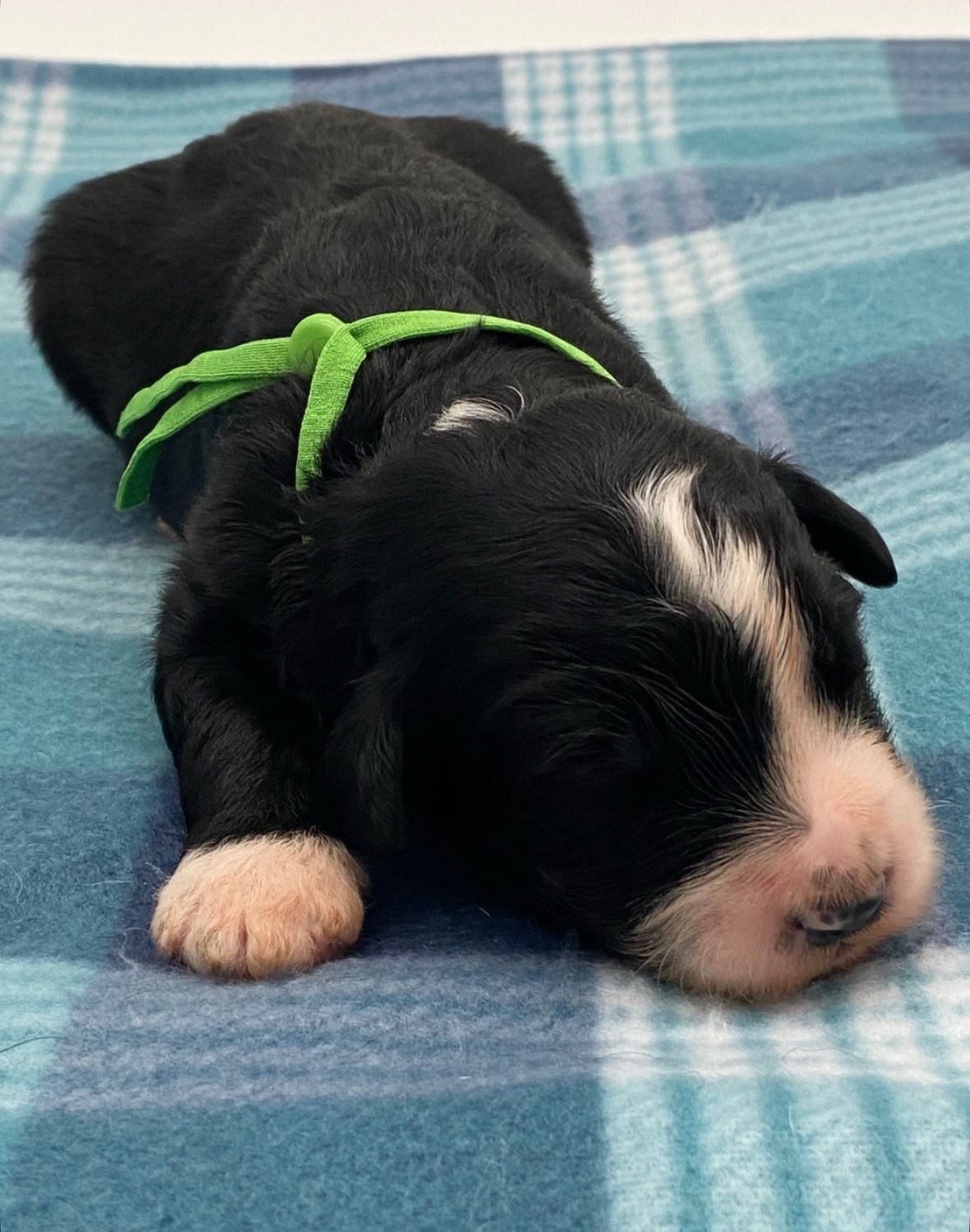 Pine | Australian Mountain Doodle | Male