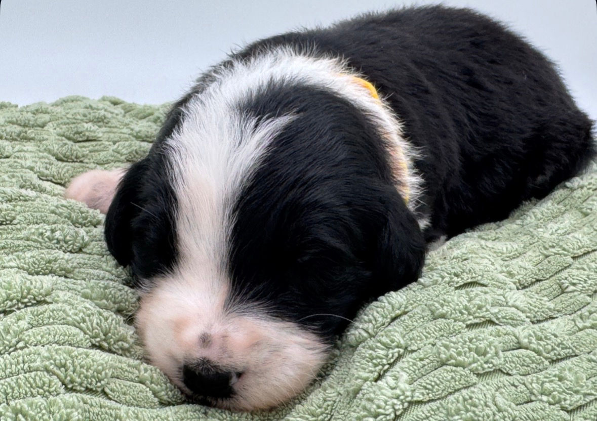 Freeze | Australian Mountain Doodle | Male