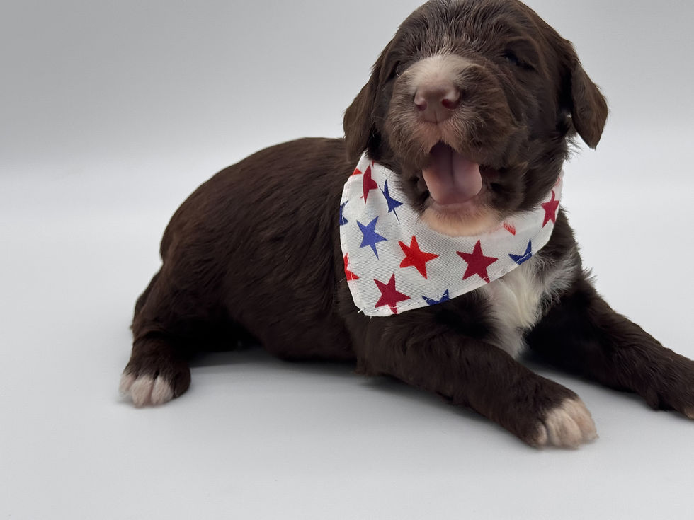 Thumbnail: Georgia | F1b Bernedoodle | Female