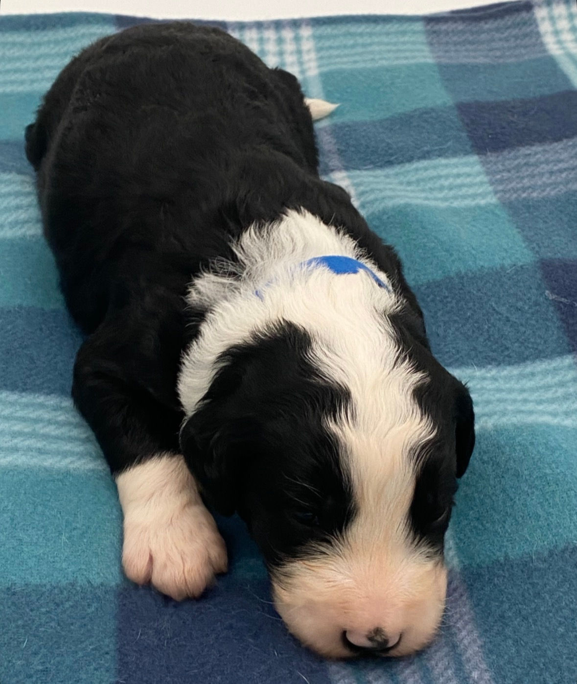 Tux | Bernedoodle | Male