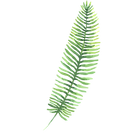 Les feuilles tropicales 3