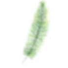 Tropical Leaves 3