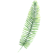 Hojas tropicales 3