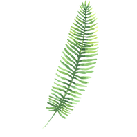 Tropical Leaves 3