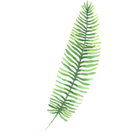 Tropical Leaves 3