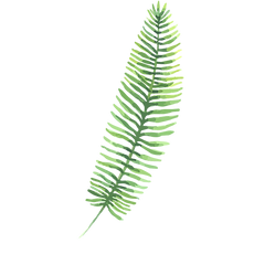 Tropical Leaves 3