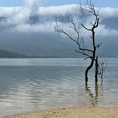 A bare tree stands in still water with a mountain misted in clouds behind it.