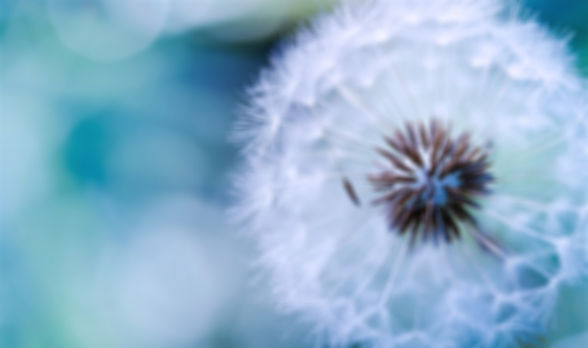 blowing-dandelion-tumblr-wallpaper-3_edi