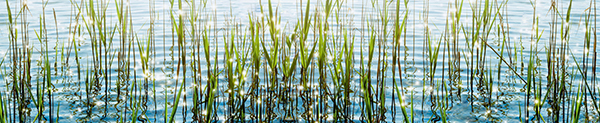m15_Seegras