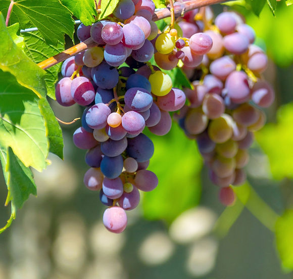 PD ripening-grapes Background.jpg