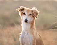 DSC_0878-Edit.jpg