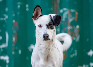 Mix Breed Dog on location portrait in dubai