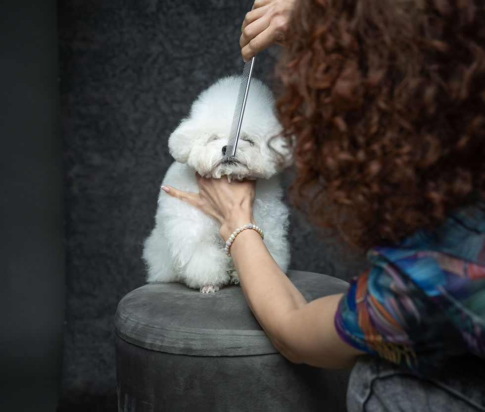 Preparing your dog for a photoshoot